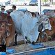 Fenacampo 2015