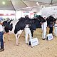 Fenacampo 2017